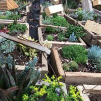 Succulents Box