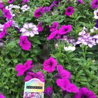 Endurable Lilac