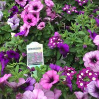 Purple cleapatra