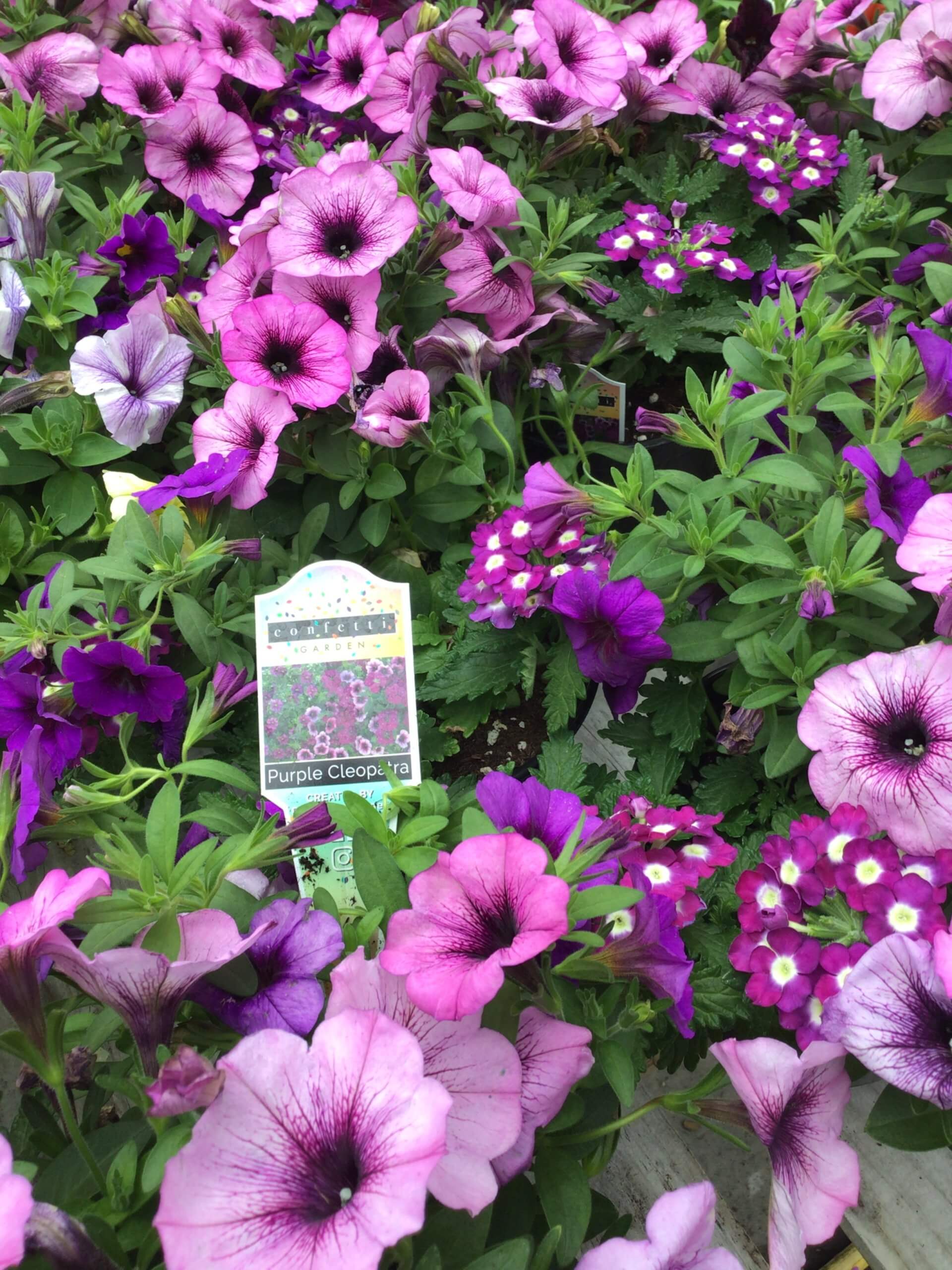 Purple cleapatra