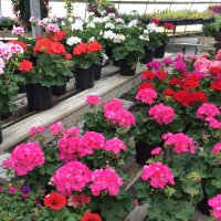 Gallon Annuals