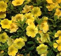 5'' Callie Yellow
