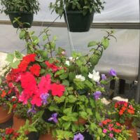 10" Designer mixed Hanging Baskets