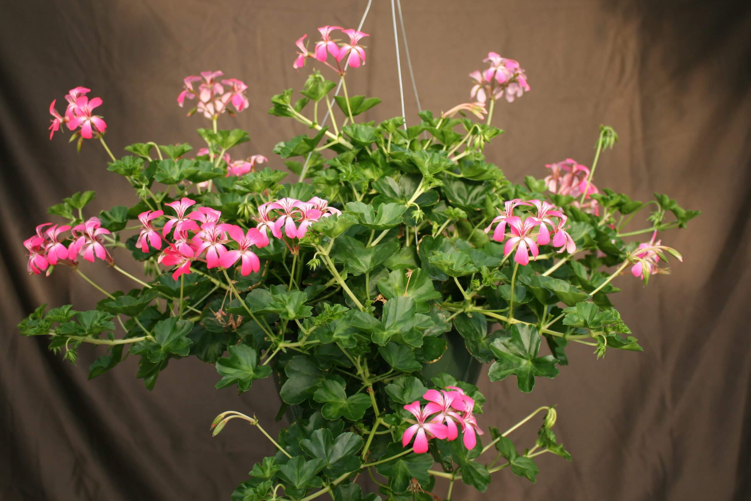 vining geranium alcopoco - Image 4