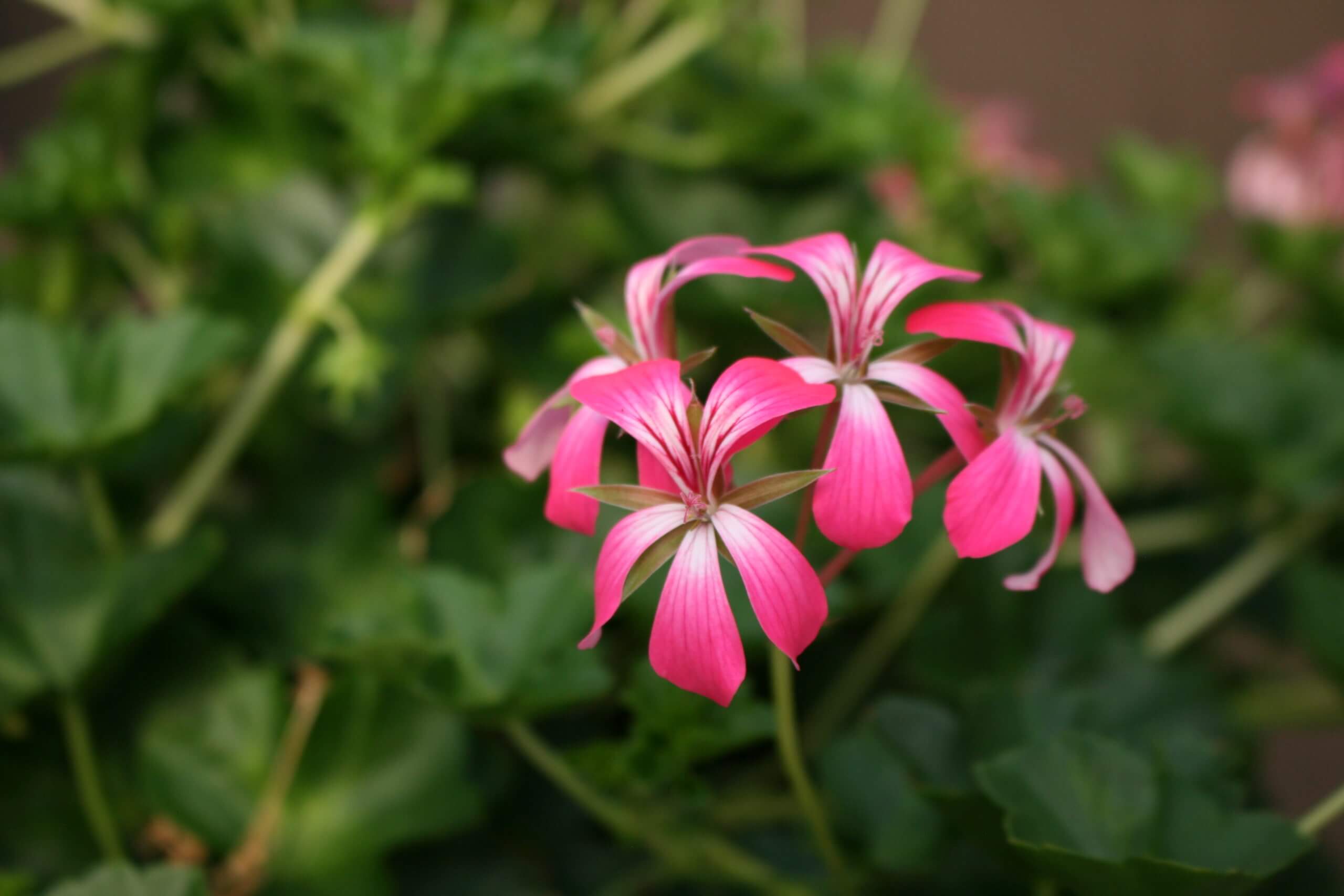 vining geranium alcopoco - Image 3