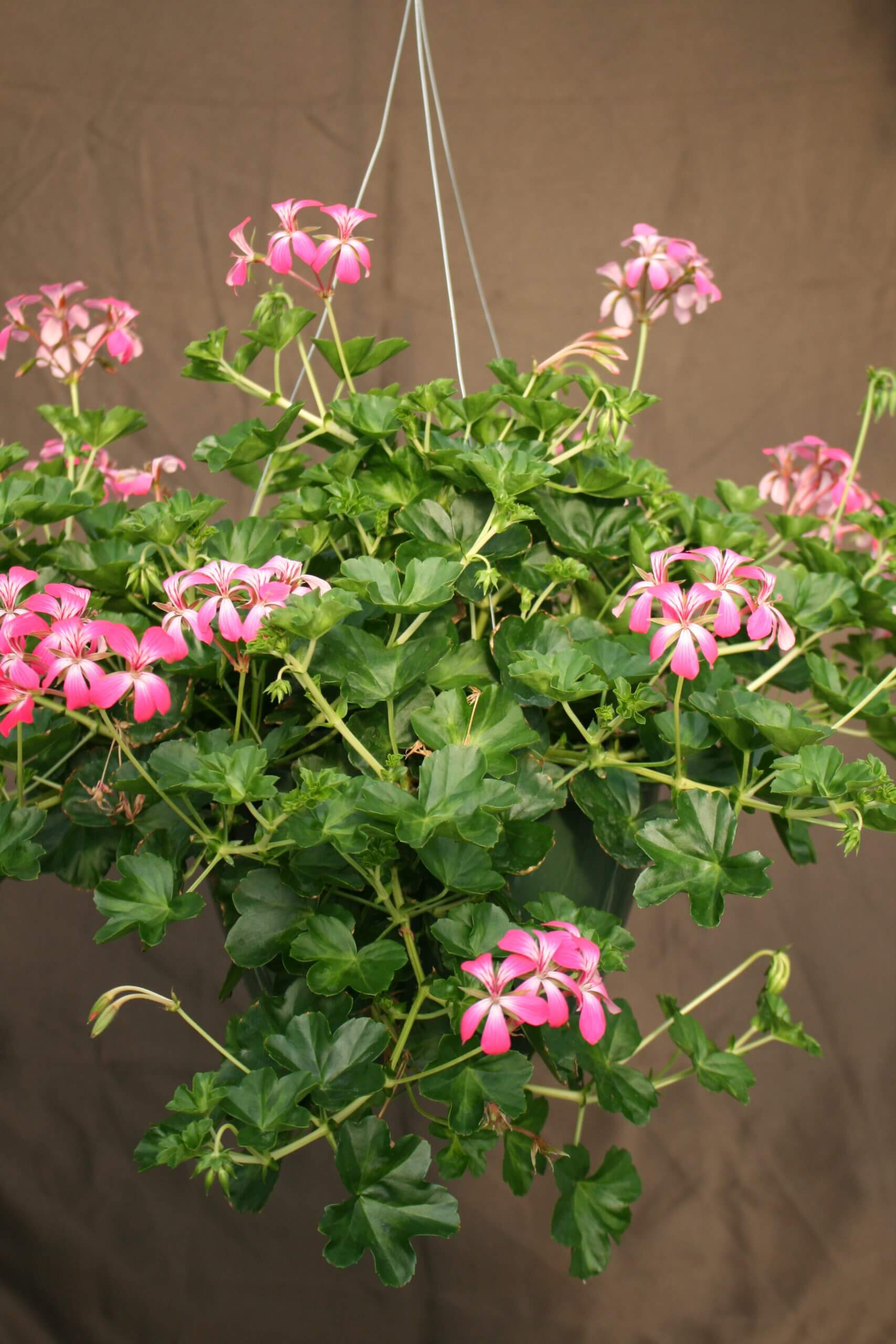vining geranium alcopoco - Image 2