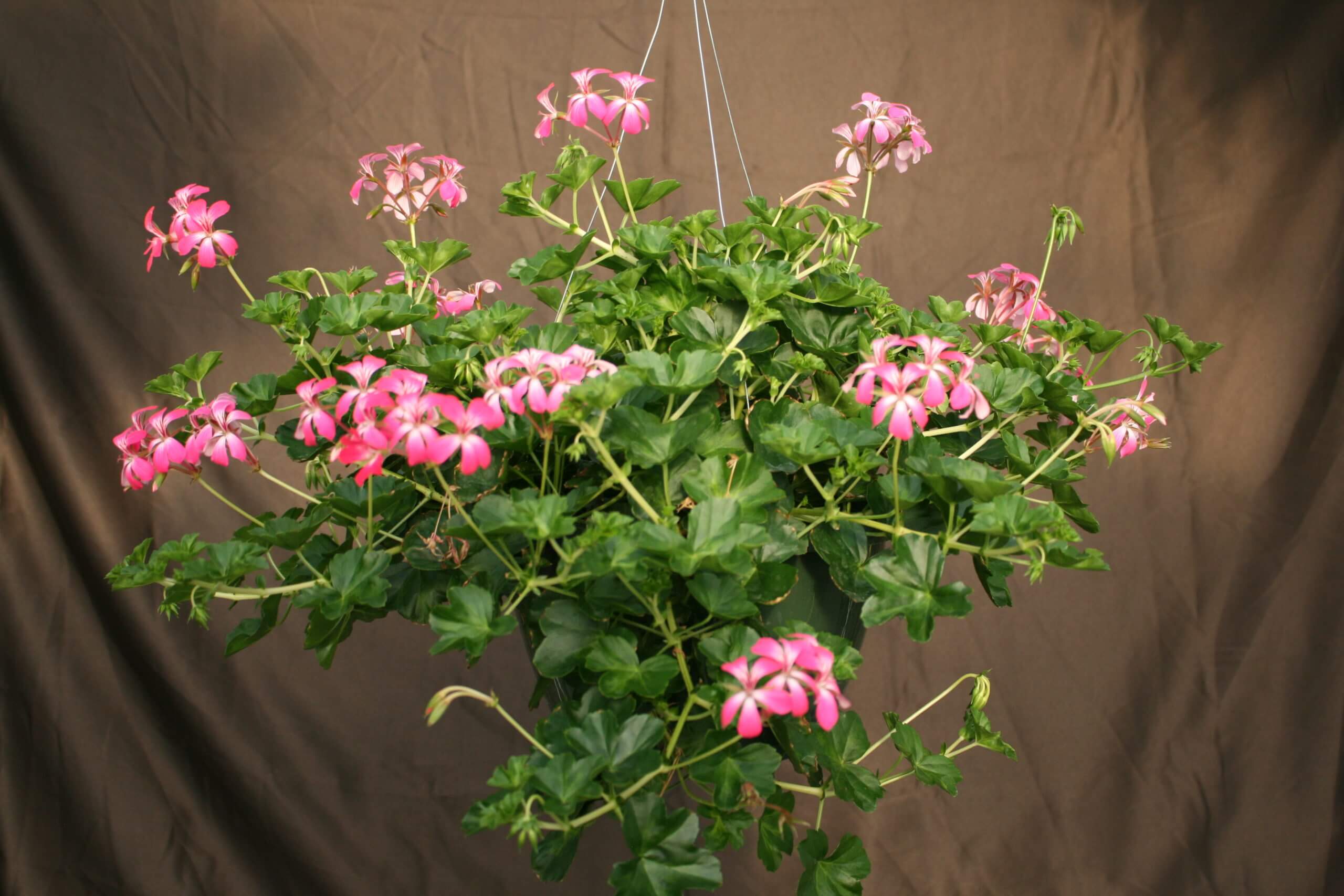 vining geranium alcopoco