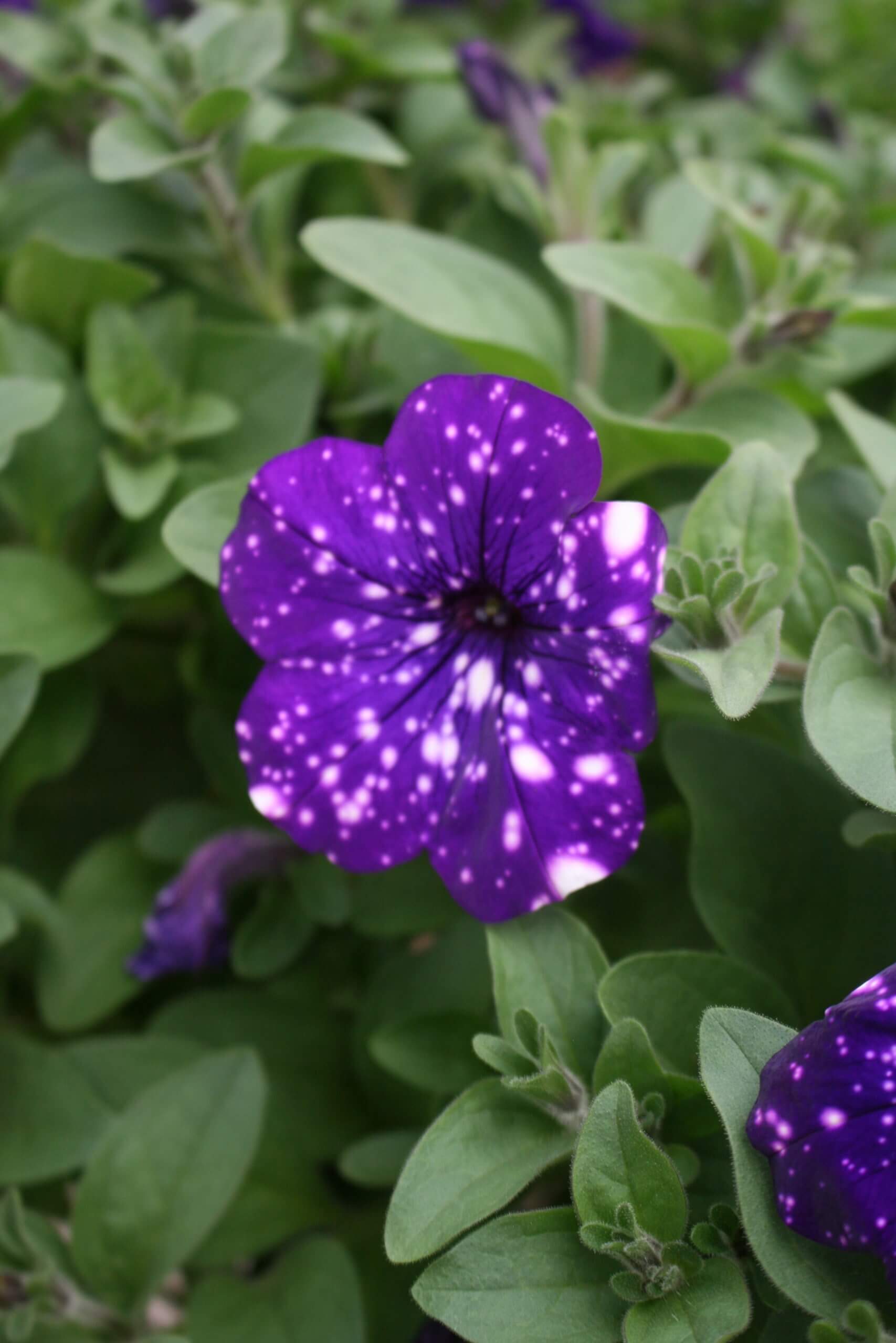blue with white spots - Image 3