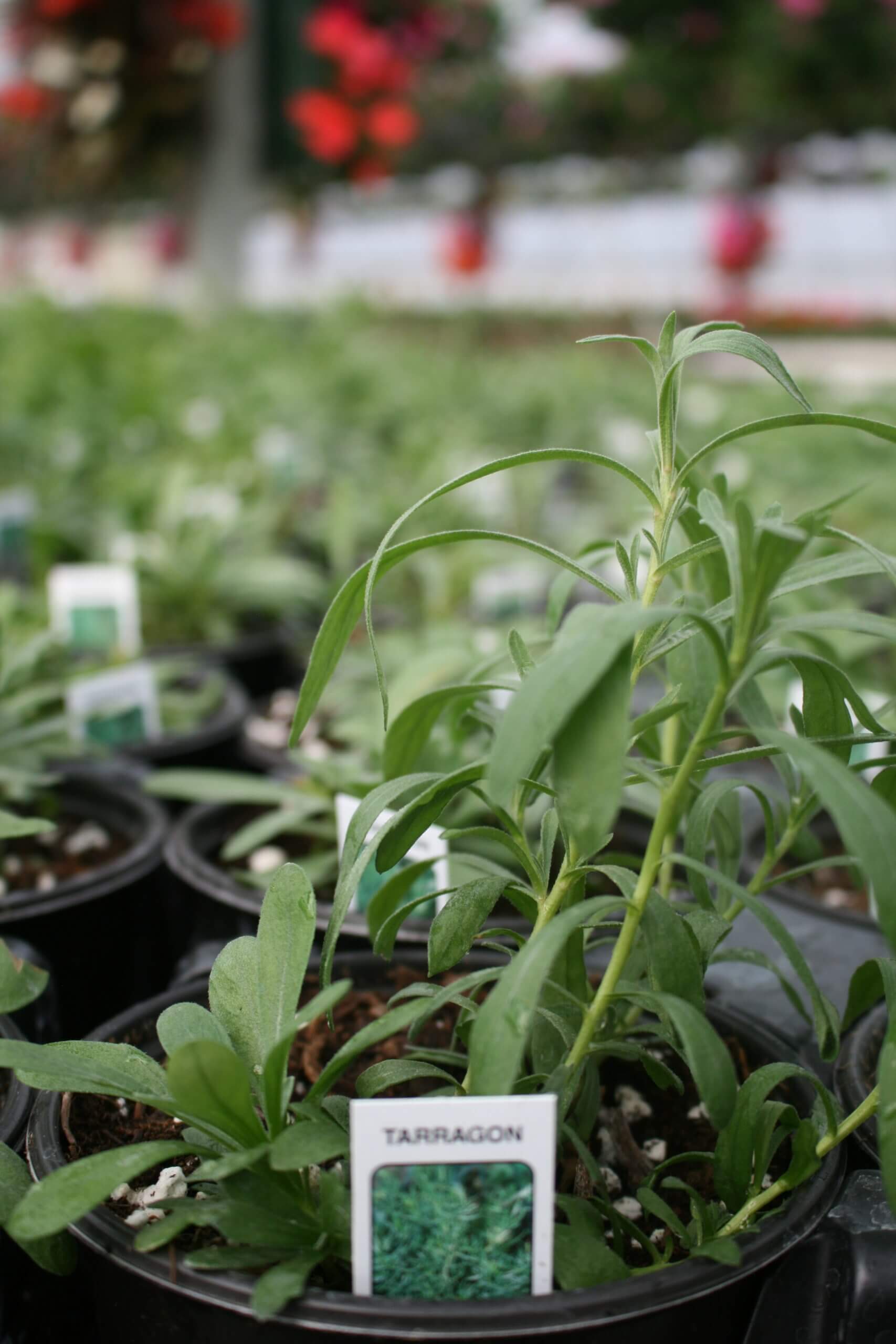 Tarragon