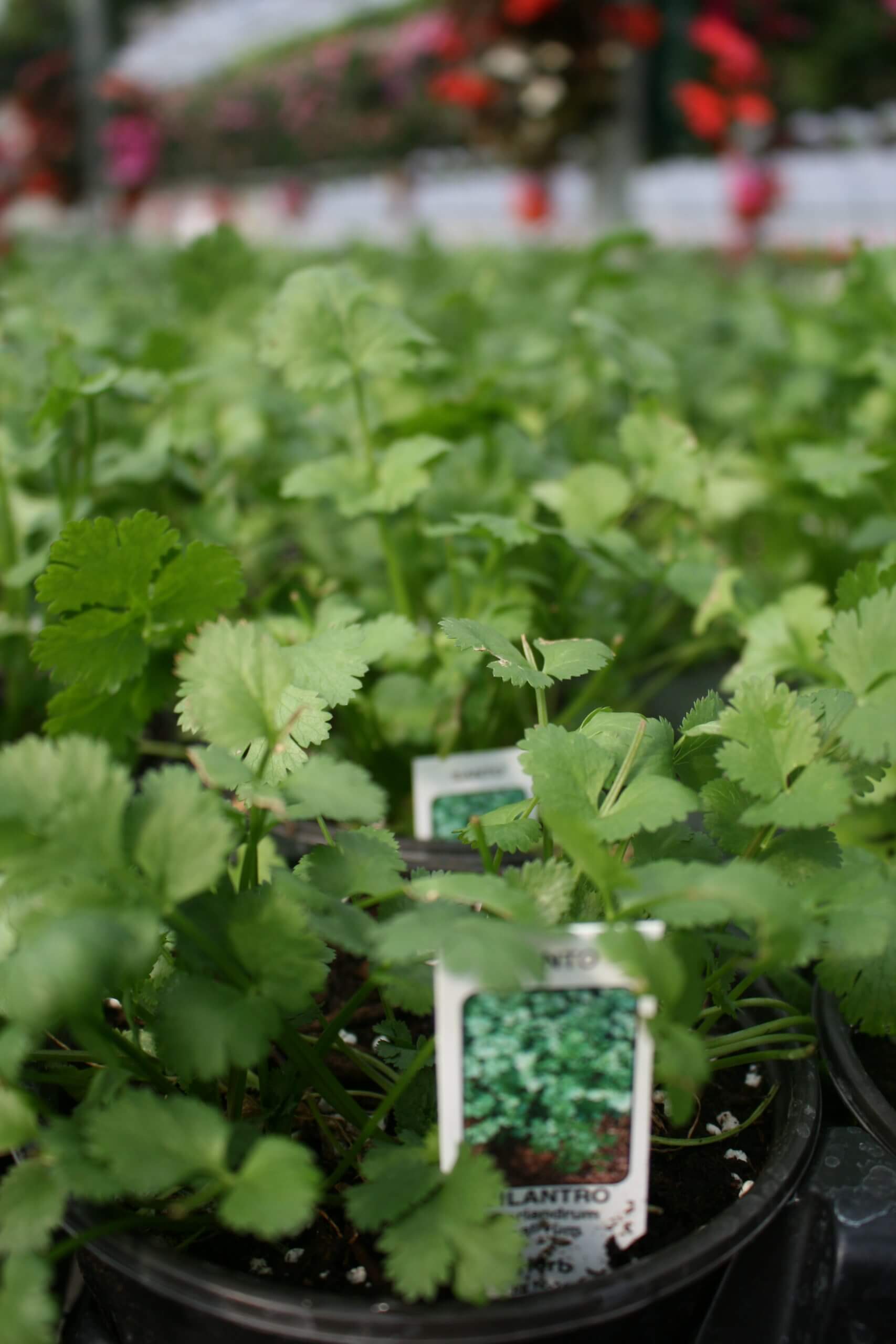 Cilantro