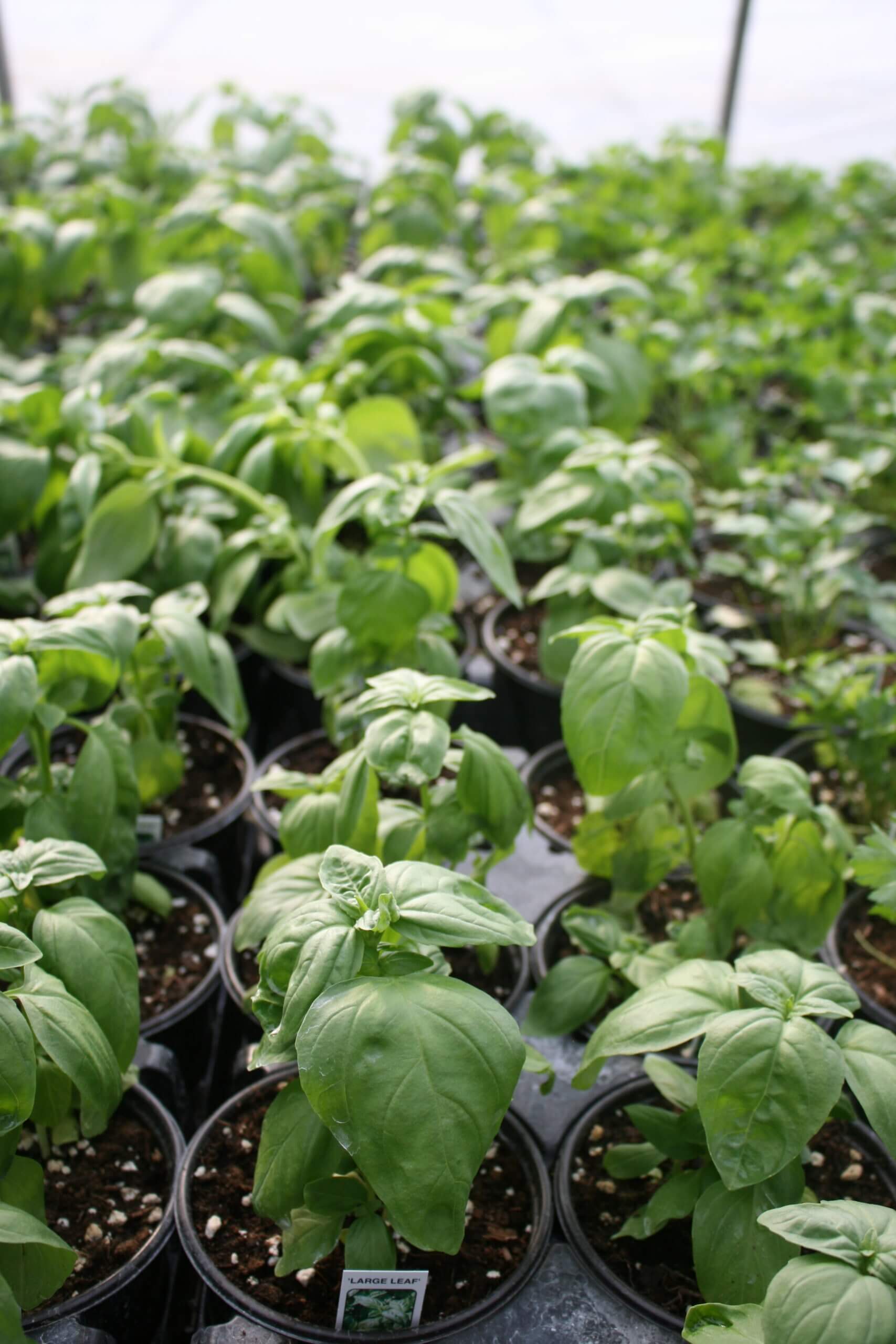 Basil