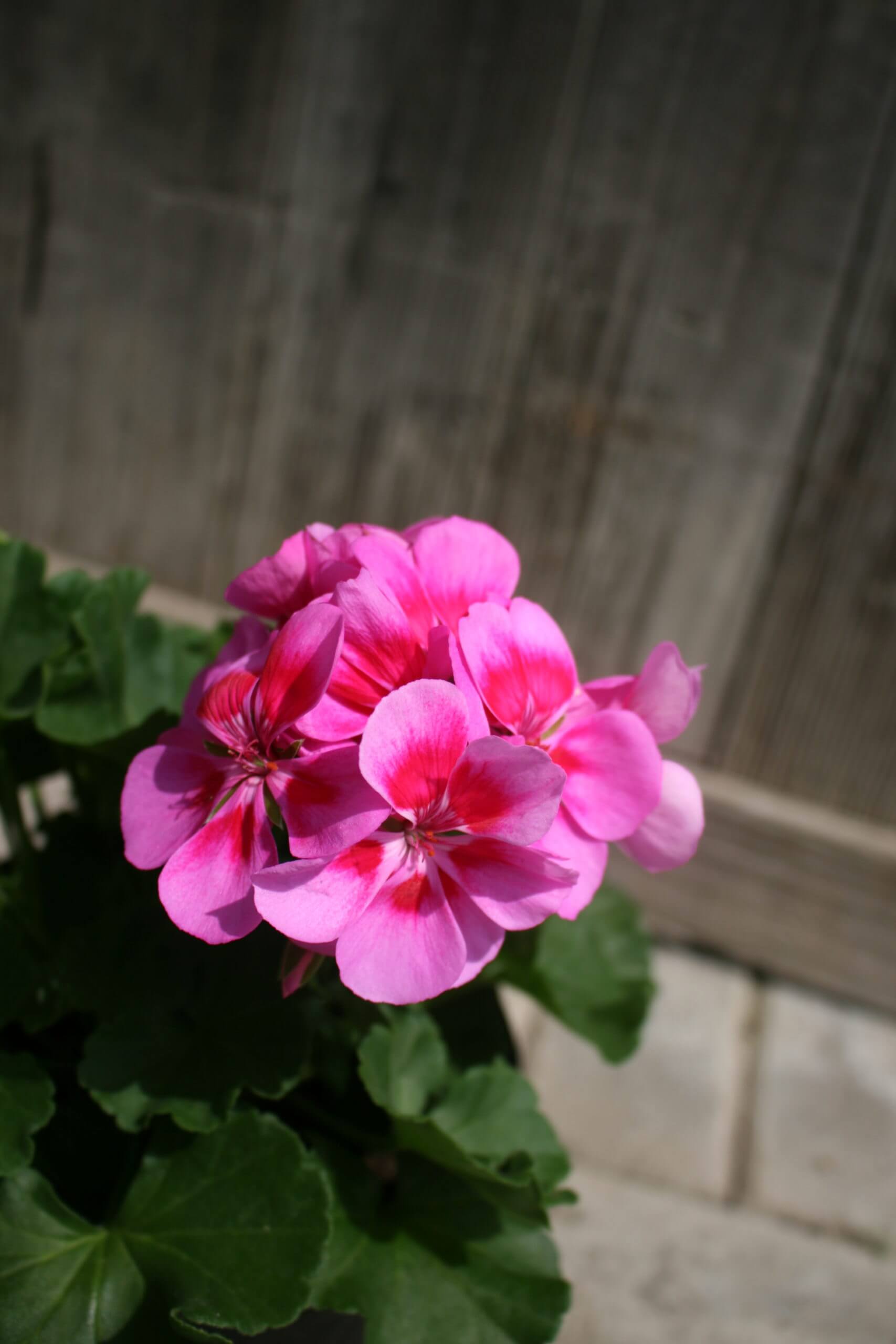 G-Pink - Image 4