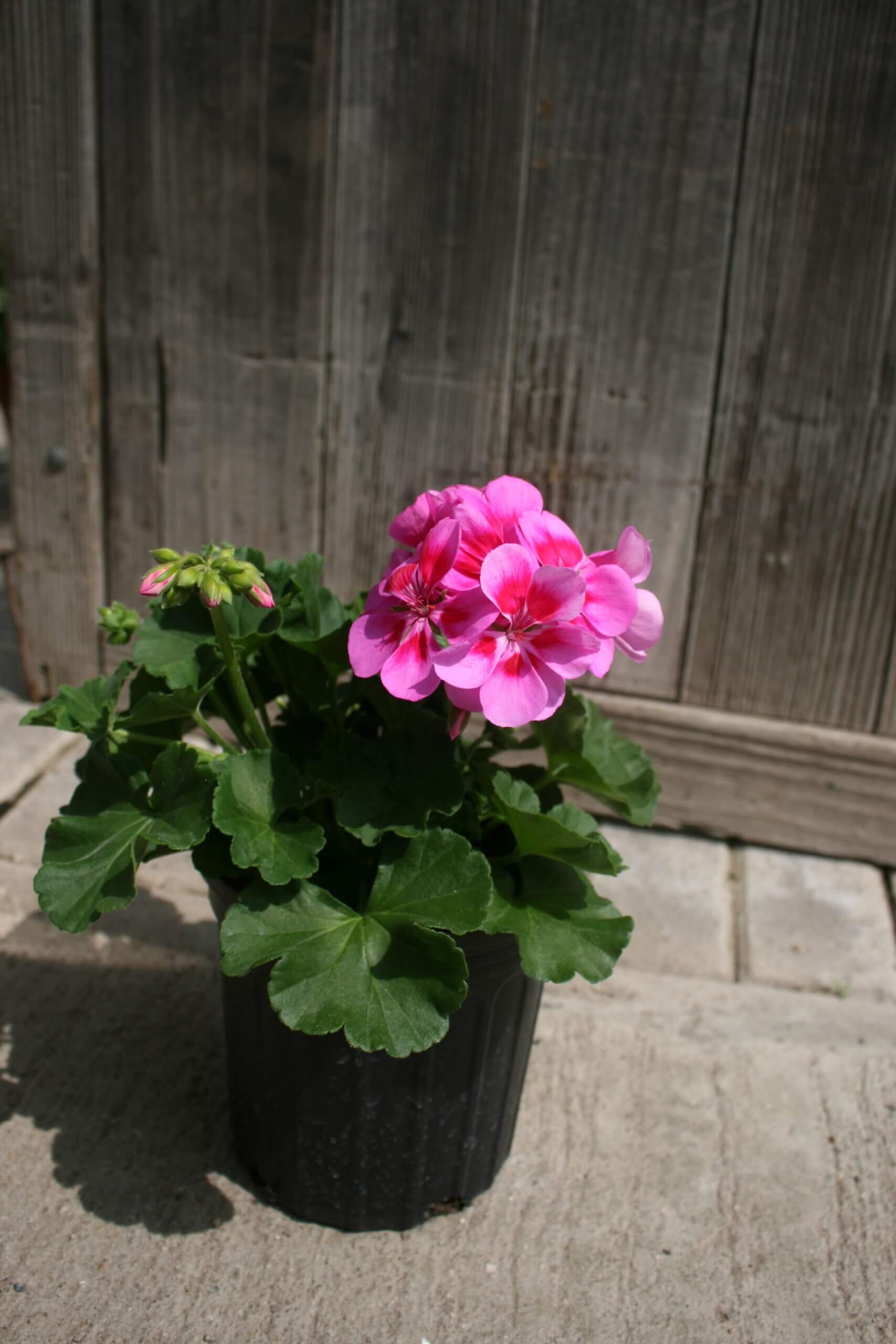 G-Pink - Image 3