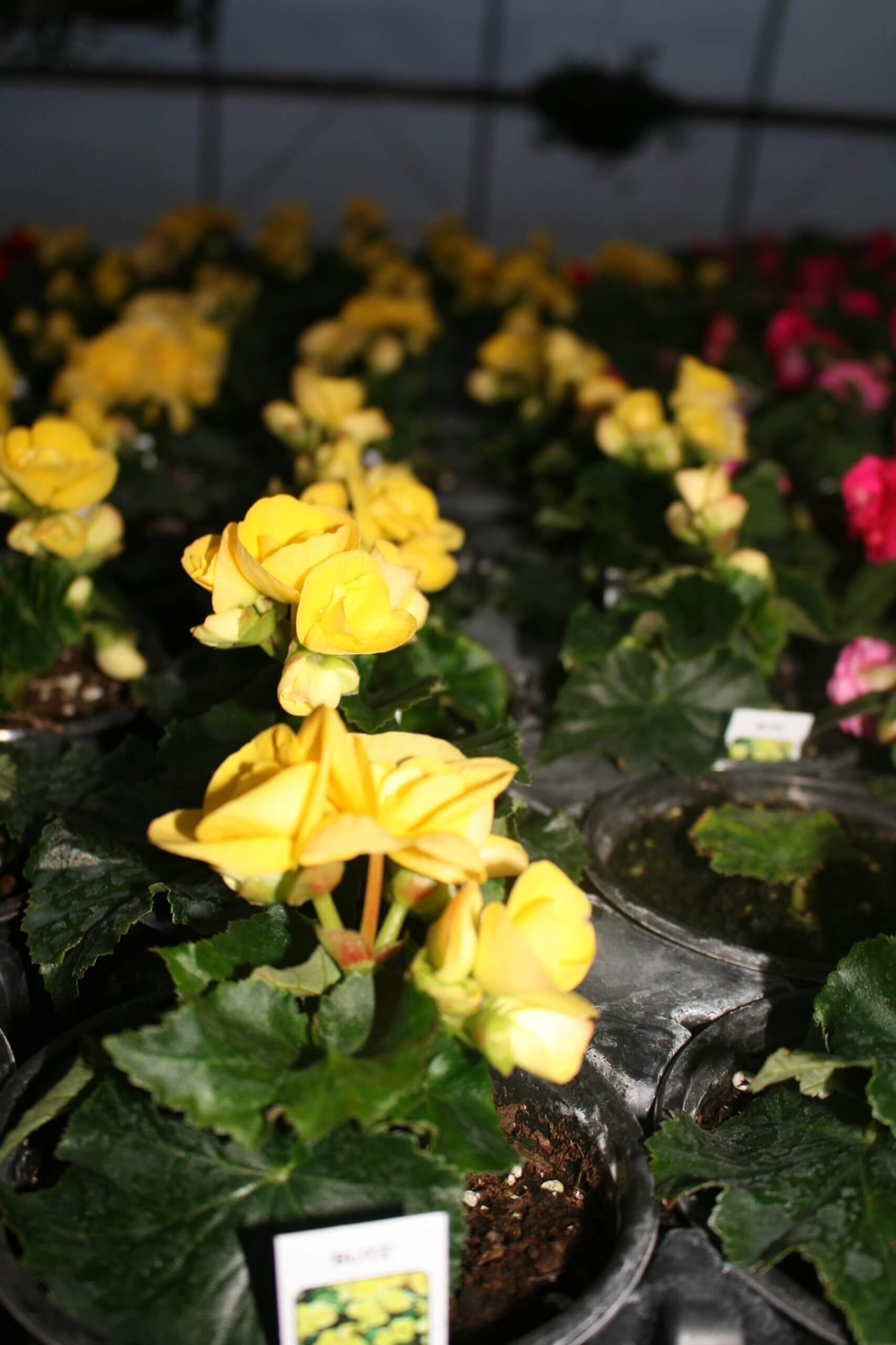 5''yellow Regal Begonias