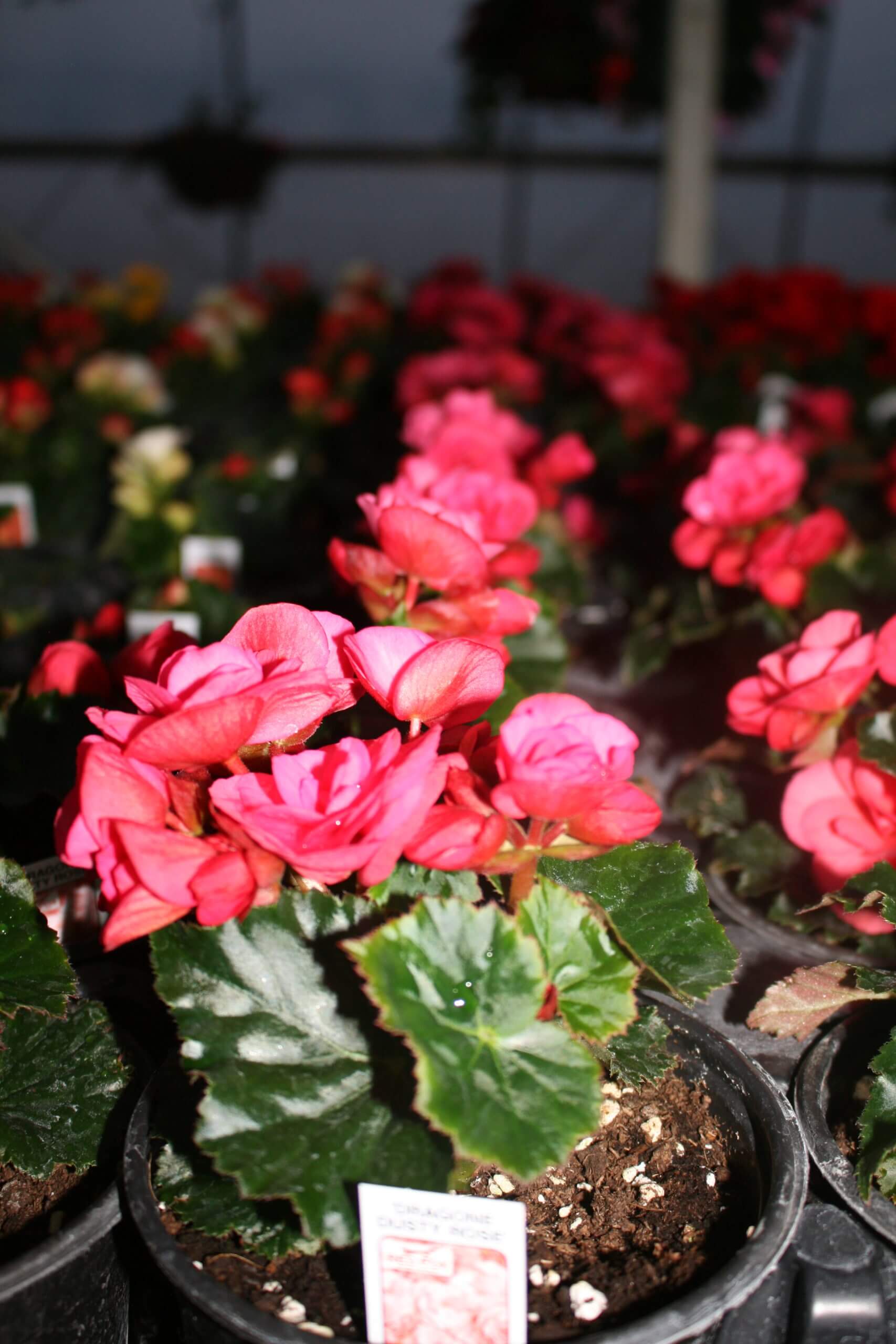5'' Pink Regal Begonias (Copy)