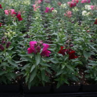 4” potted annuals