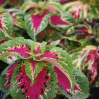 5'' Coleus