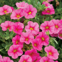 5'' Calli Pink