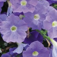 5'' Surfina petunia Sky Blue