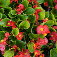 4” Green Leaf Red Begonias Full Flats 18 pots | Olde Garden Shack