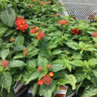 5” lantana red