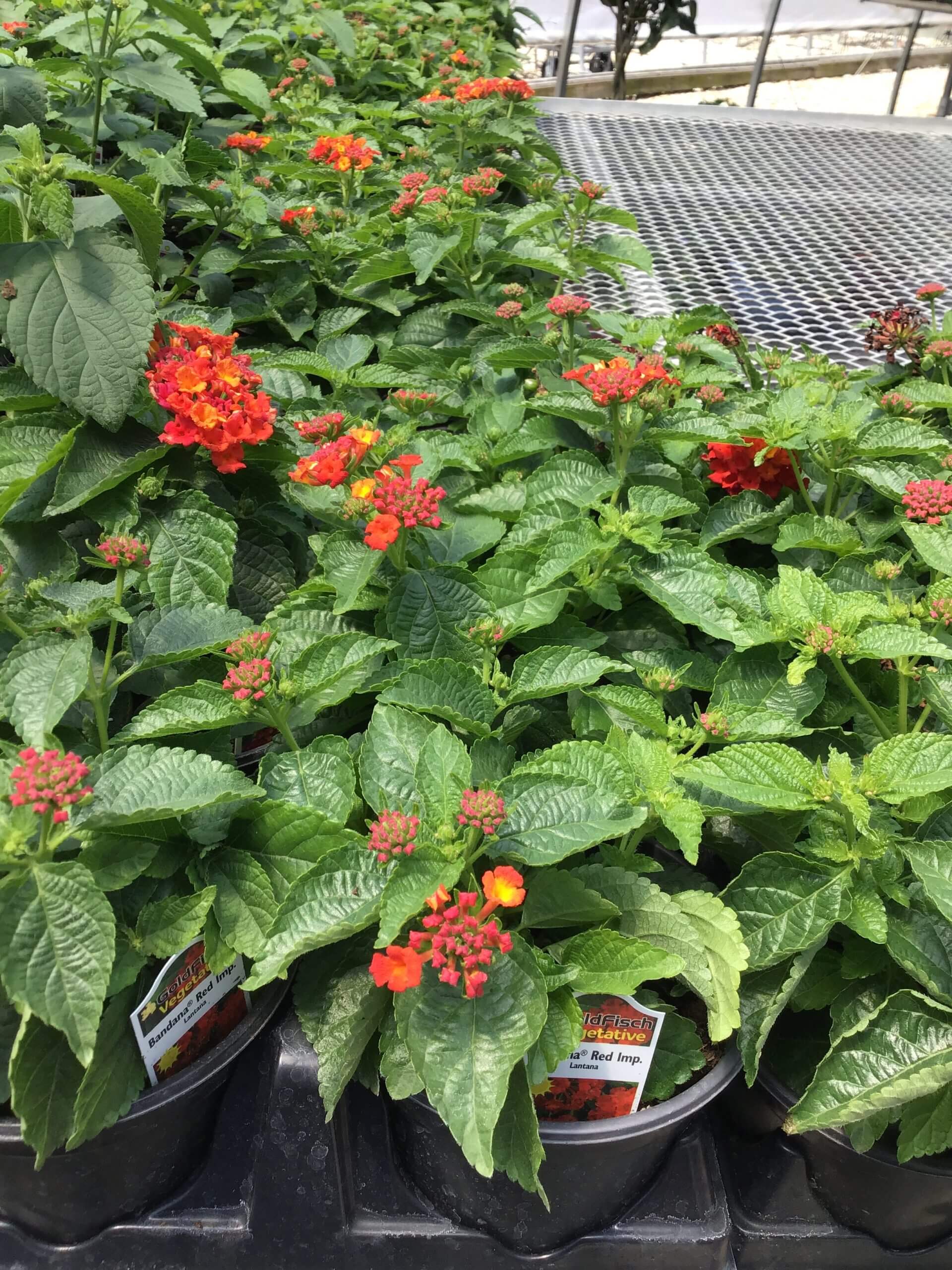5” lantana red