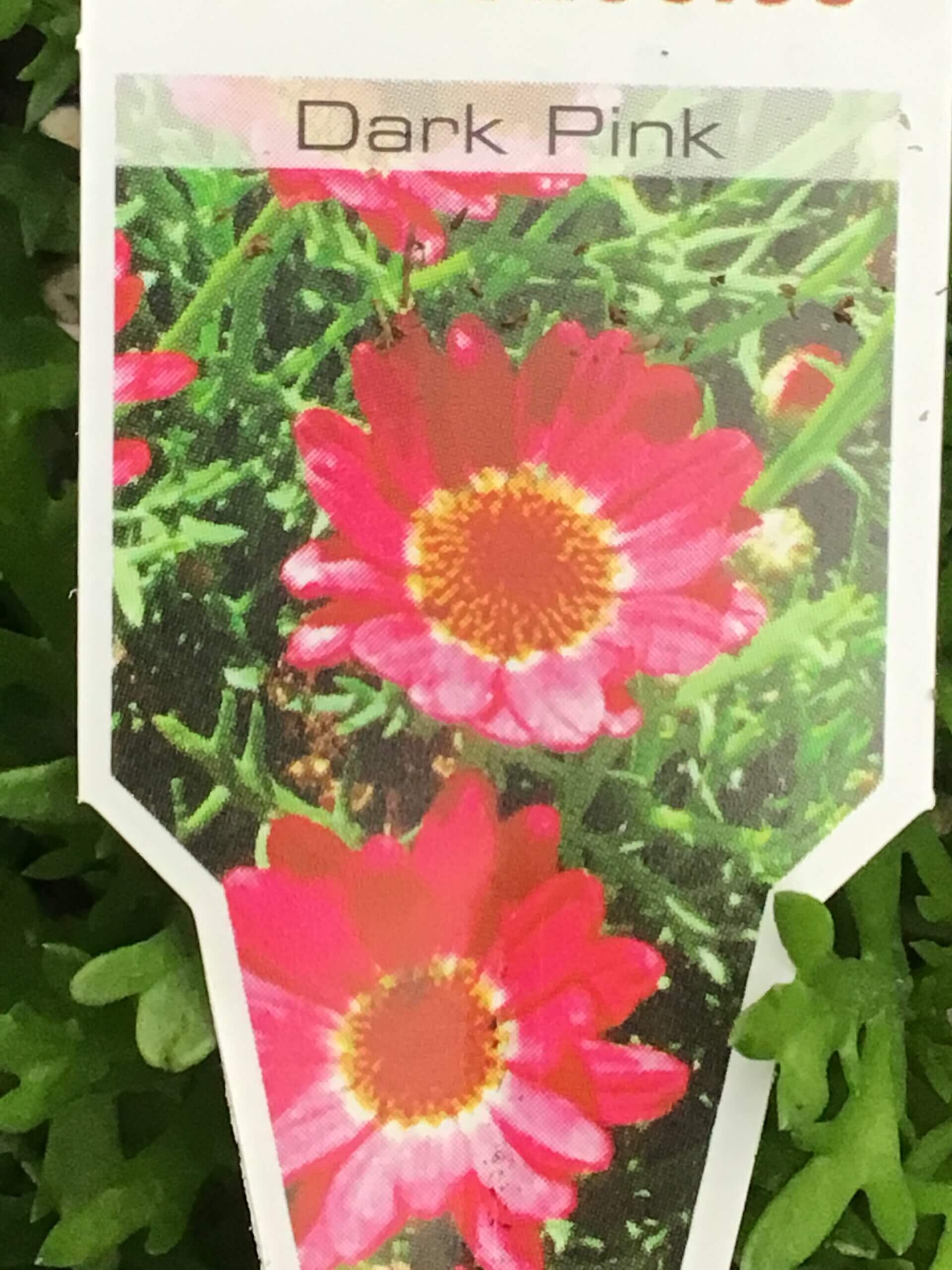 5” Grandaisy Dark Pink
