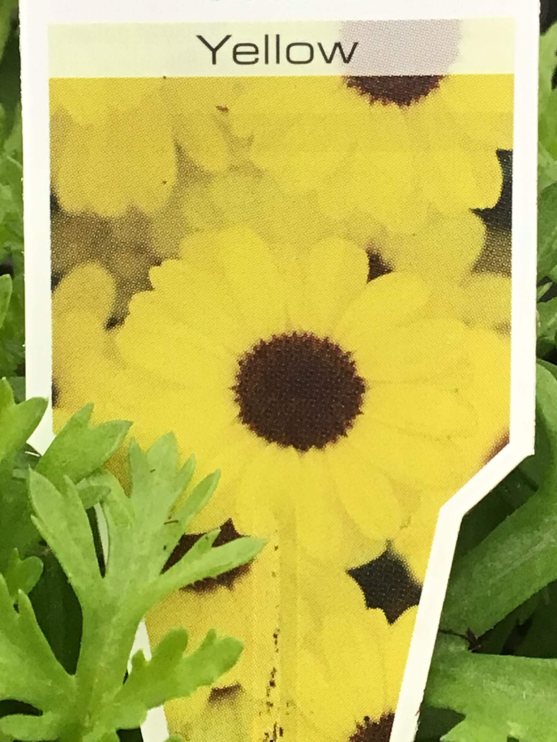 5” Grandaisy yellow