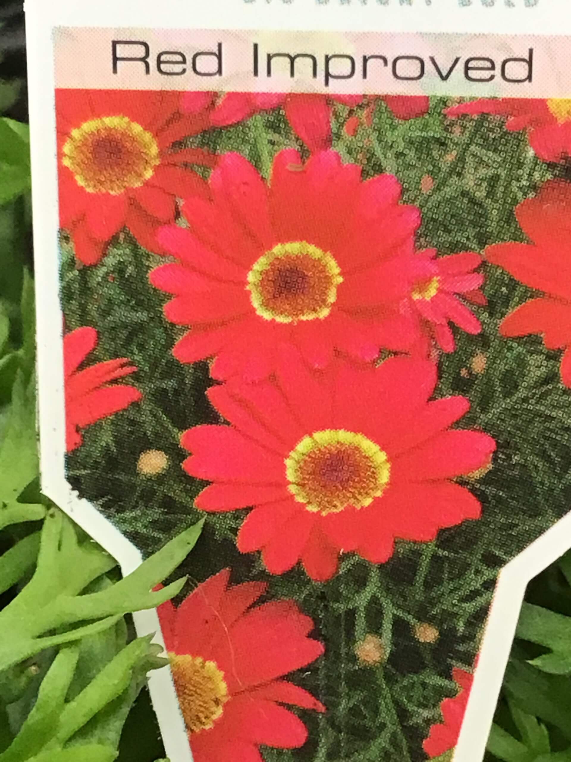 5” Grandaisy Red
