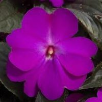 5'' New Guinea  Purple
