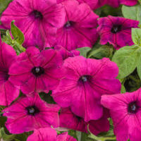 5'' Supertunia Royal Magenta