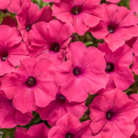 5'' Supertunia Vista Fushia